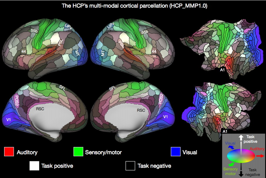 Incredibly Detailed Brain Map Finds Nearly A Hundred New Regions