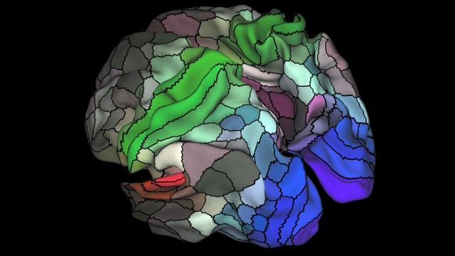 Incredibly Detailed Brain Map Finds Nearly A Hundred New Regions