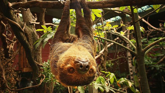 There’s A Reasonable Explanation As To Why This Sloth Won’t Move