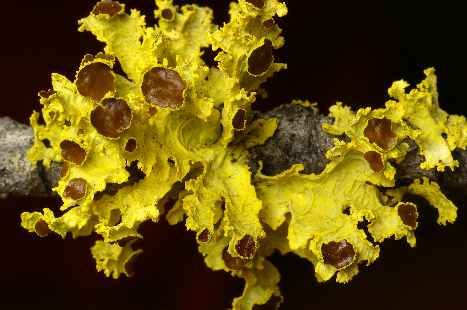 We’ve Been Wrong About Lichen For 150 Years