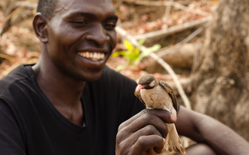 African Honey-Hunters Communicate With These Wild Birds To Find Hives