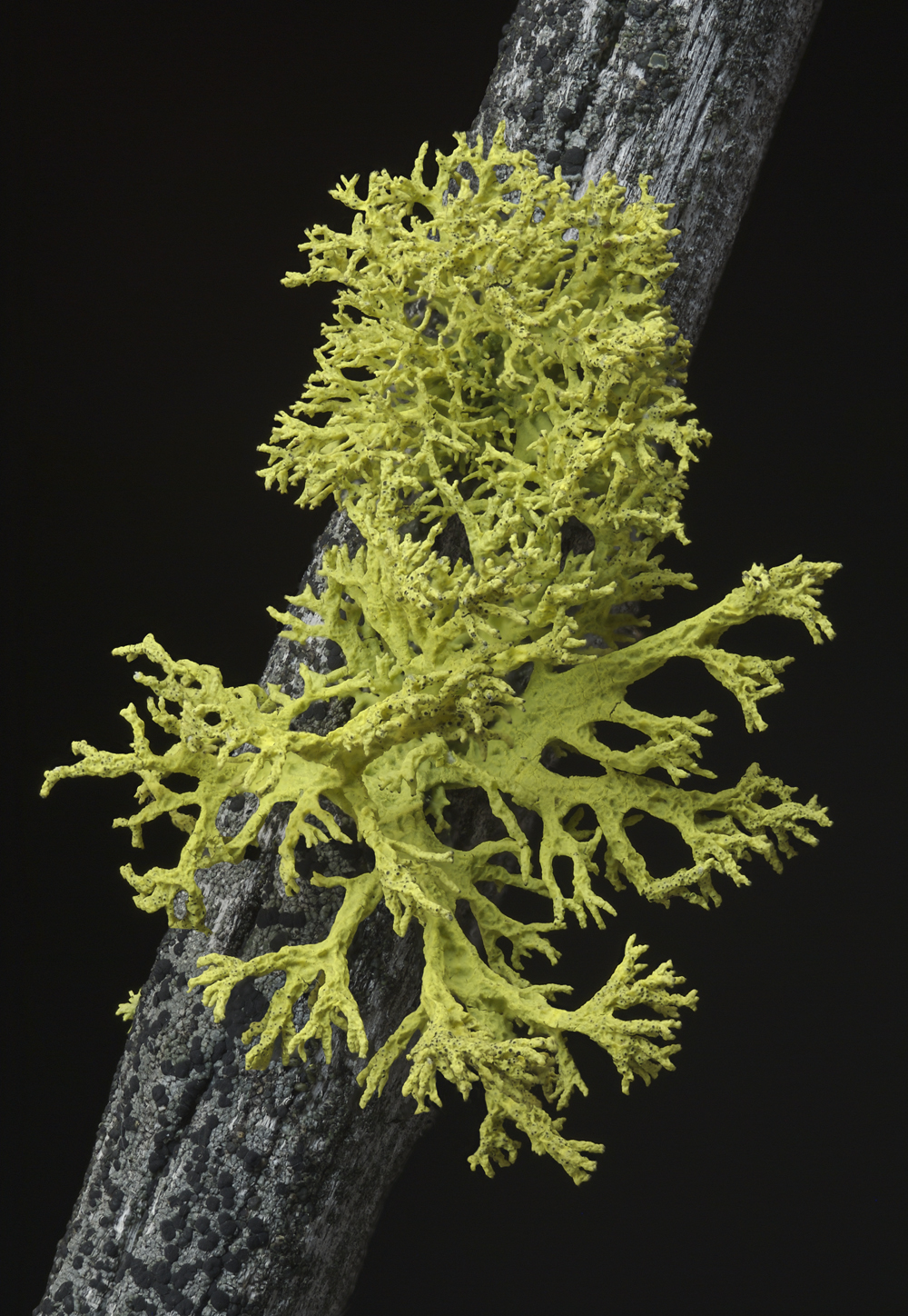 We’ve Been Wrong About Lichen For 150 Years