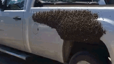 Swarm Of Bees Attempts To Consume Ute