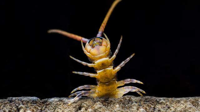 Somebody Tested How A Centipede Moves Because Of Course They Did