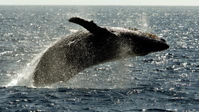 Why Do Humpback Whales Protect Other Species From Killer Whales?
