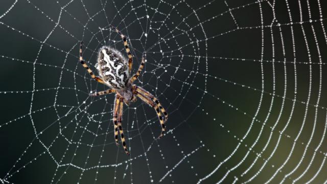 Amazing Spider Silk Continues To Surprise Scientists