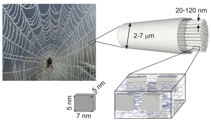Amazing Spider Silk Continues To Surprise Scientists