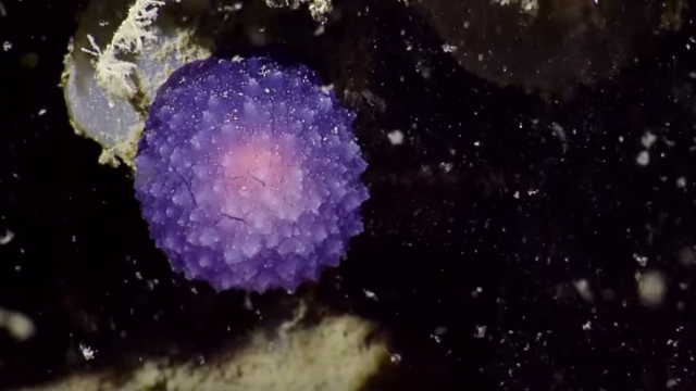 Scientists Discover Mysterious Purple Blob At The Bottom Of The Ocean