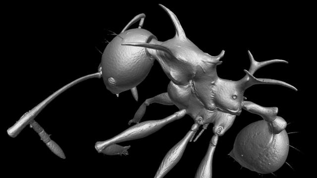 Badarse New Dragon Ants Remind Us Nature Is Cooler Than Fantasy