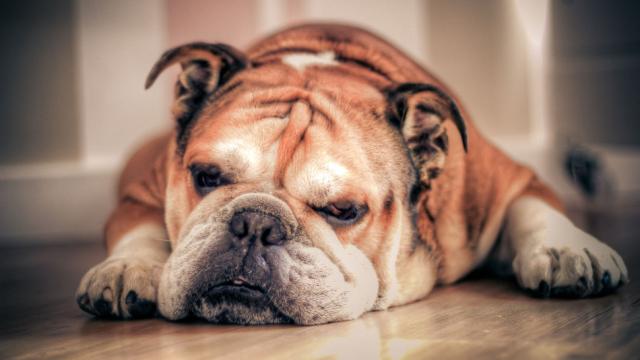 English Bulldogs Have Reached A Genetic Dead End