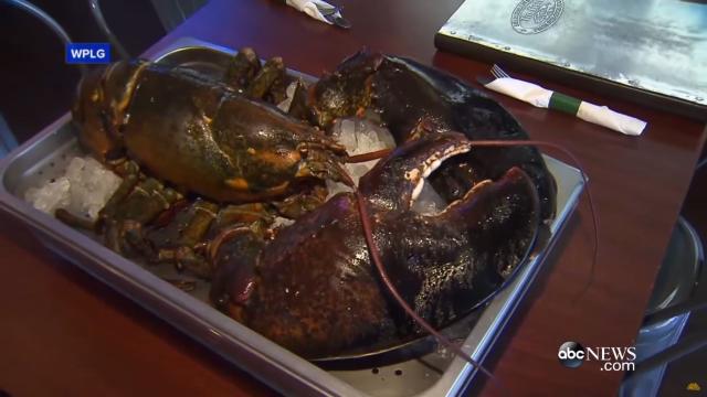 Larry The Lobster Rescued From Restaurant, Dies Getting Shipped To Aquarium