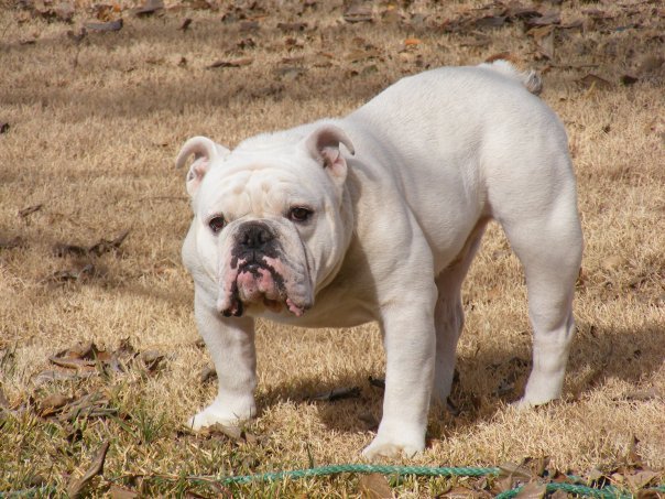 English Bulldogs Have Reached A Genetic Dead End