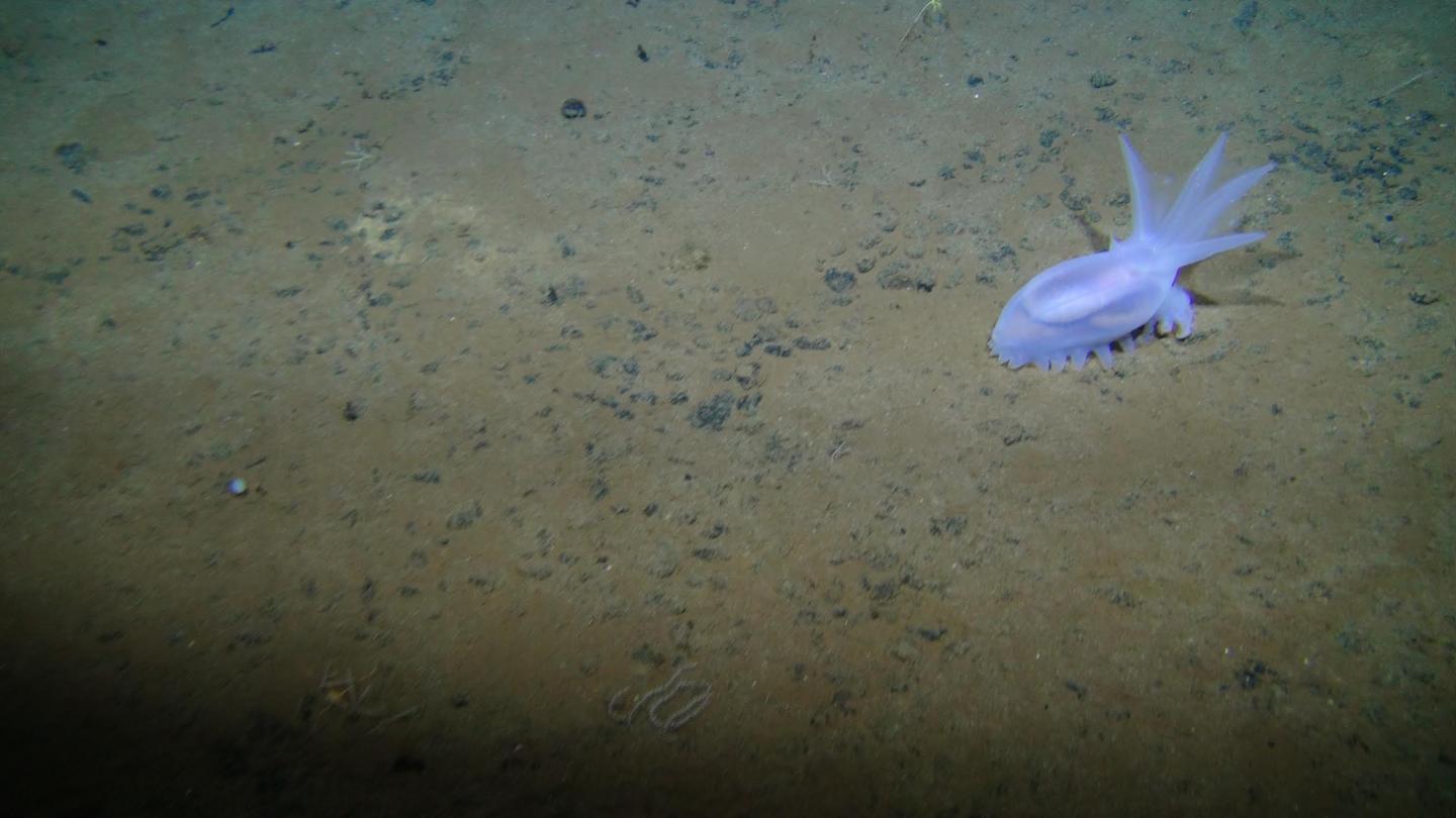 An Enormous Deep Sea ‘Desert’ Is Teeming With New Forms Of Life
