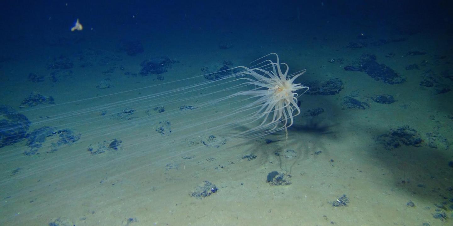 An Enormous Deep Sea ‘Desert’ Is Teeming With New Forms Of Life