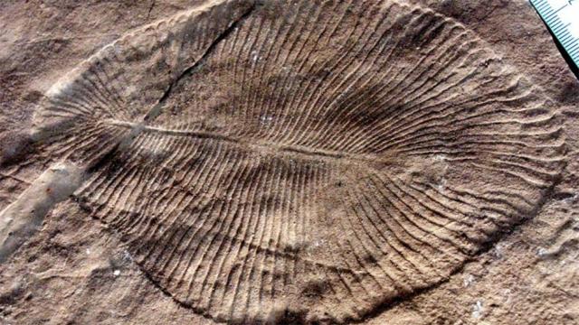 Early Animals Could’ve Caused Earth’s First Mass Extinction Simply By Existing