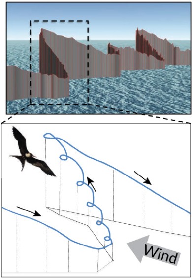 How Migrating Birds Can Soar To Such Great Heights