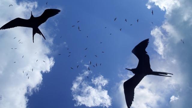 How Migrating Birds Can Soar To Such Great Heights
