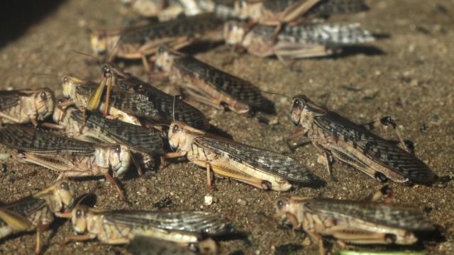 Activists Fill Burger Chain With Thousands Of Locusts, Crickets And Cockroaches