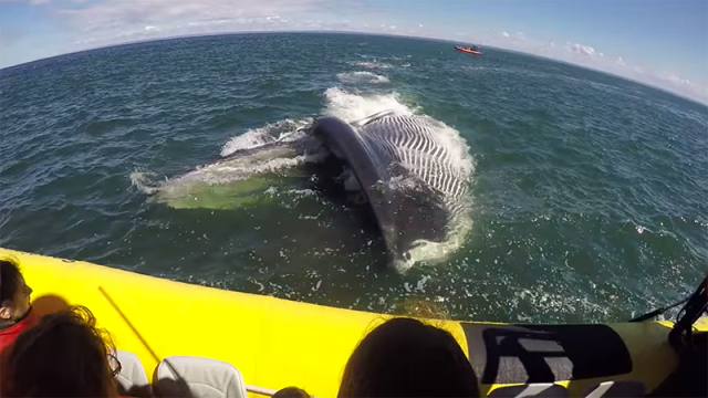Watch This Whale Almost Eat A Boat