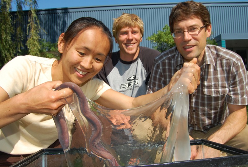 Ooey-Gooey Hagfish Slime Is An Amazingly Versatile Material