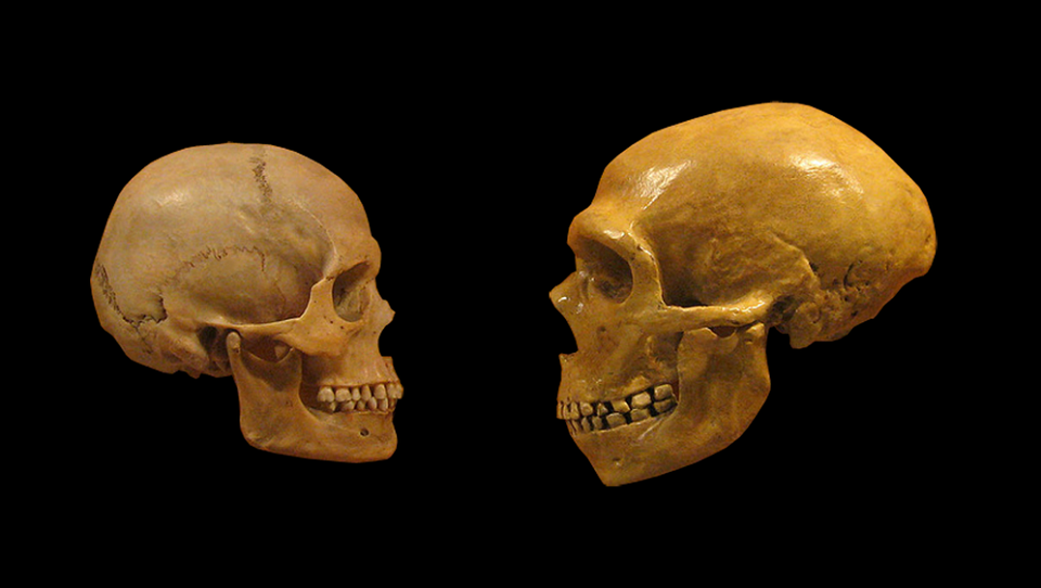 Did Neanderthals Die Because They Didn’t Have Jackets? It’s Complicated