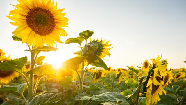 Why Sunflowers Turn To Face The Sun