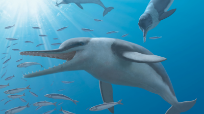 How Ancient Whales Turned Sound Into A Killing Tactic