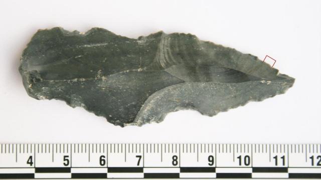Ancient Stone Tools Hint At The Real Paleo Diet