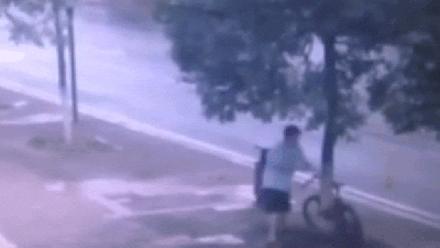 Truly Savage Thief Chops Down Tree To Steal A Bike