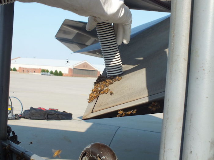 F-22 Raptor Gets Owned By A Bunch Of Honey Bees