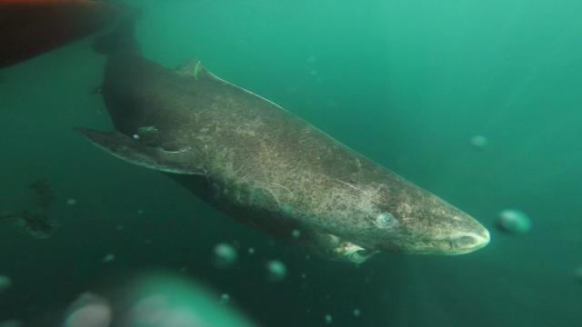 A 400-Year-Old Shark May Hold The Cure To Ageing