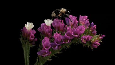 Watching Bugs Crawl Across Blooming Flowers Is Quite Lovely