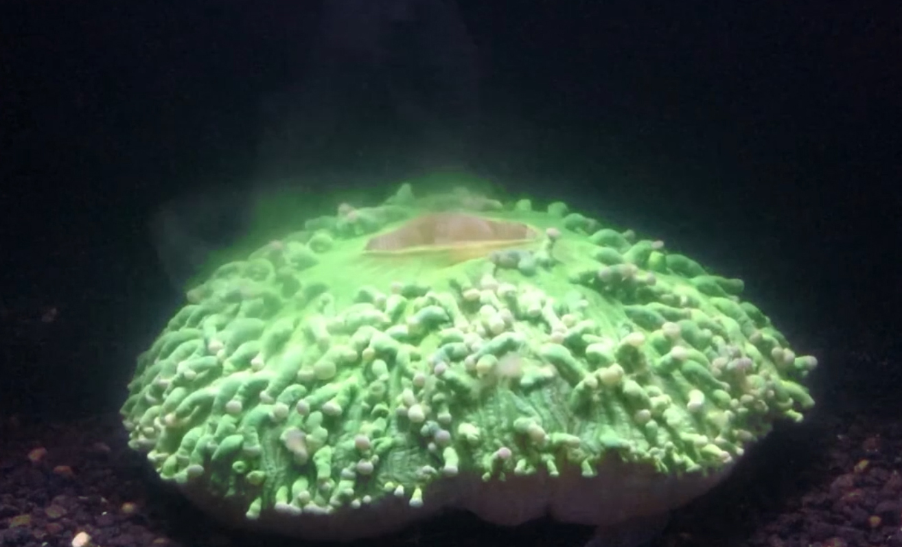 Eerie Time-Lapse Footage Shows Exactly How Australia’s Coral Self-Destructs