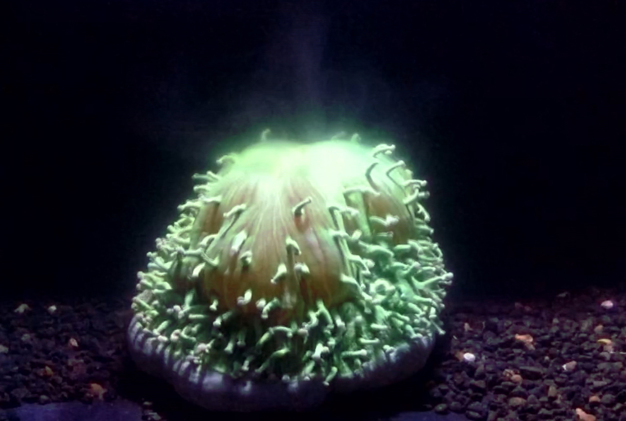 Eerie Time-Lapse Footage Shows Exactly How Australia’s Coral Self-Destructs