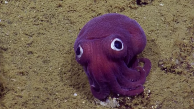 Look At This Googly-Eyed Squid