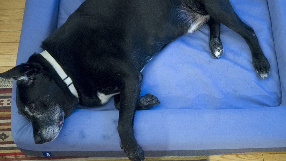 There’s A New High-Tech Mattress… For Dogs