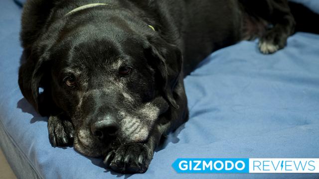 There’s A New High-Tech Mattress… For Dogs