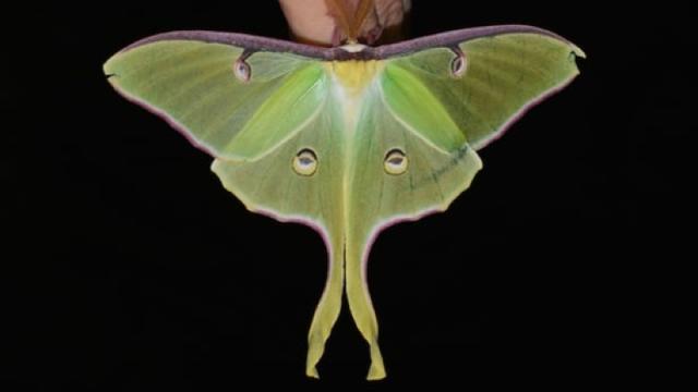 How Luna Moths Use Sound Waves For Camouflage