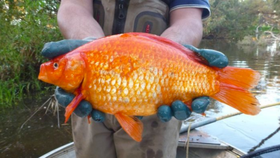 Australian Goldfish Are Growing Into Monsters In The Wild