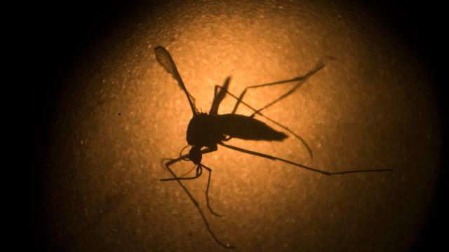 Florida’s Bummer Summer Continues As Zika Believed To Have Spread To Miami Beach
