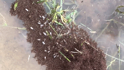 Look At This Huge Floating Raft Made Out Of Ants