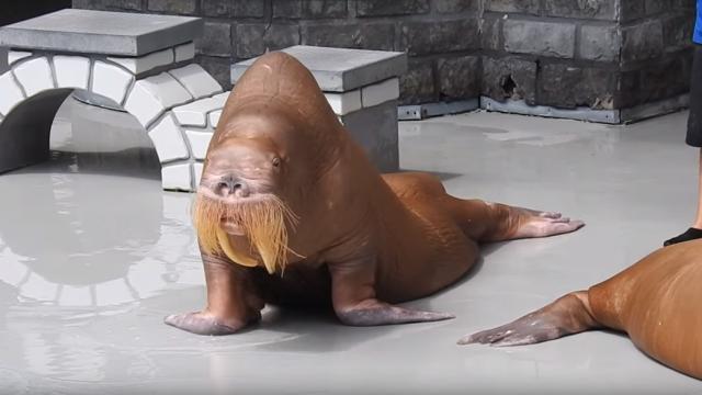 Park Denies Allegations That It Starved Walrus After Video Appears Online