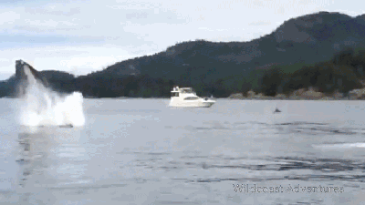 Flying Humpback Whale Nearly Crushes Kayakers