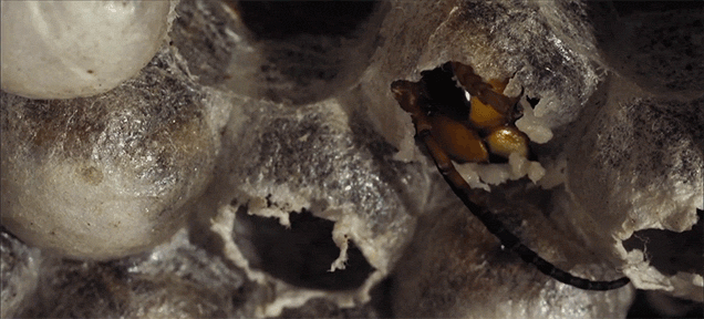 Watch Up Close As A Hornet Hatches From A Cocoon