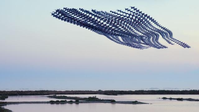 You’ve Never Seen Birds Fly Like This Before