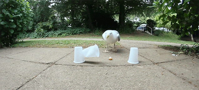 Smart Seagull Tricks Dumb Man Into Giving It Free Food By Beating The Shell Game