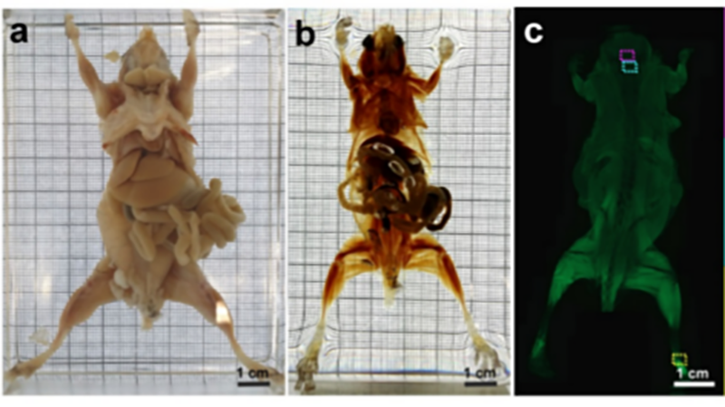 Transparent, Glow-In-The-Dark Mice Are A Scientist’s Dream Come True
