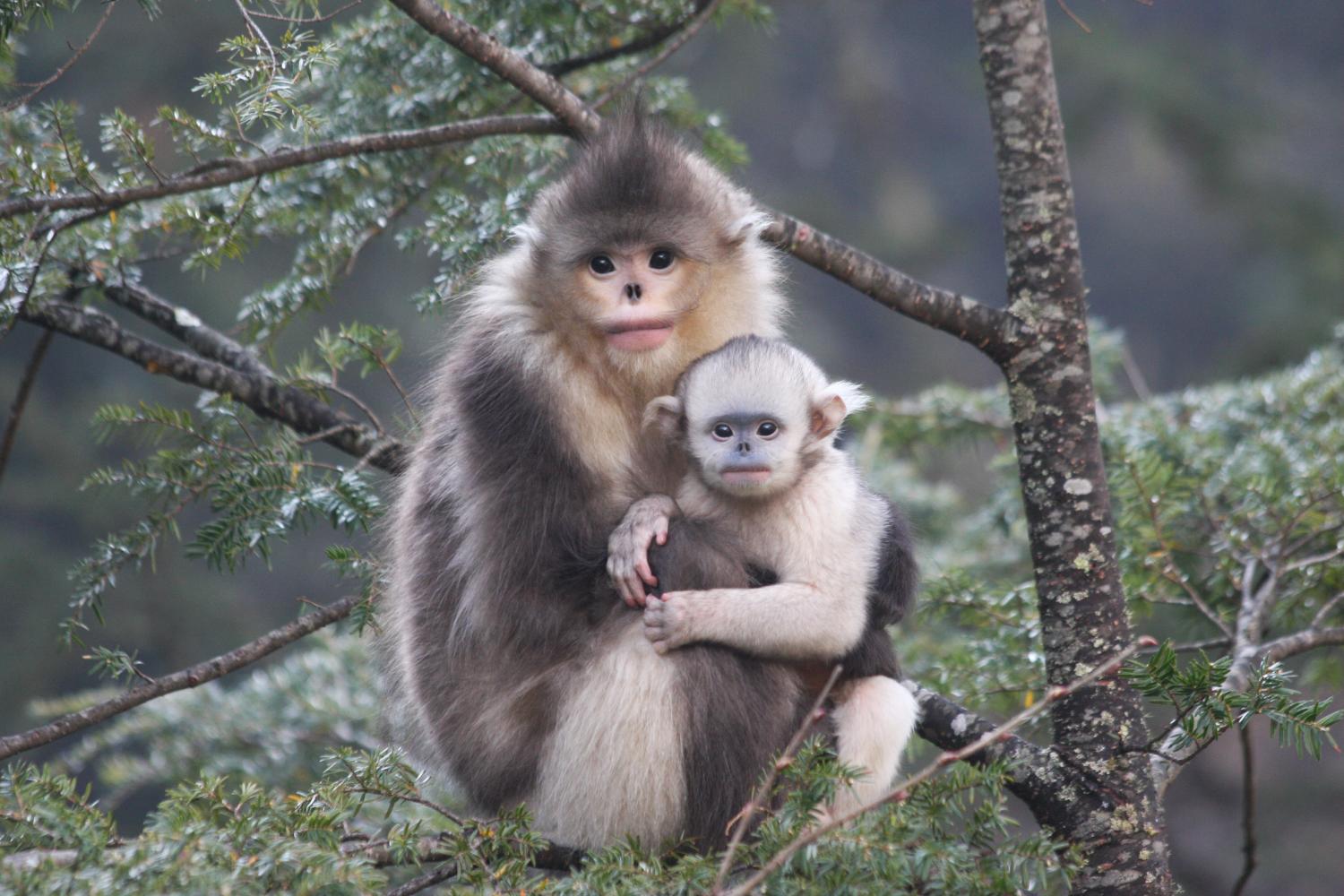 This Sad-Looking Monkey Just Got Its Genome Sequenced