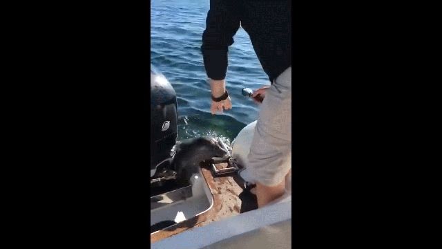 Clever Baby Seal Escapes Death By Killer Whales