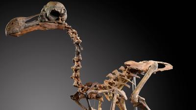 This Priceless Dodo Skeleton Took 40 Years To Assemble
